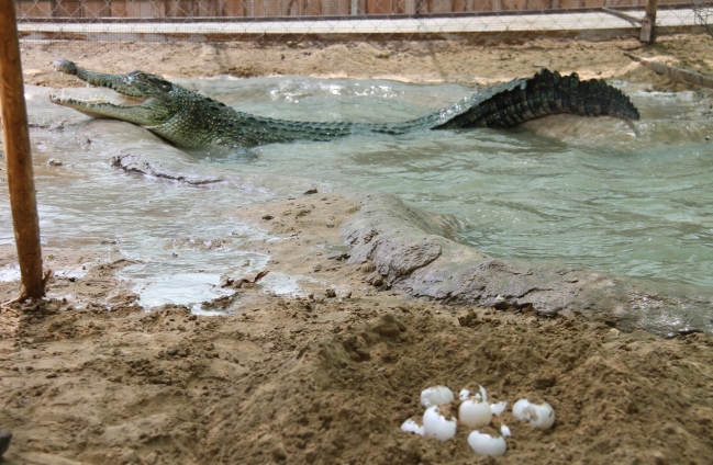 crocodile2